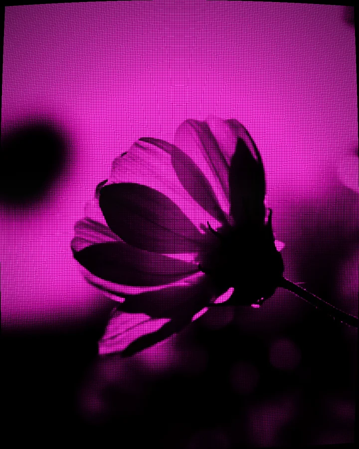Dots style glyph art in the Pink Phosphor look — Photo by Cafer SEVİNÇ on Pexels (pexels.com/photo/33902255)